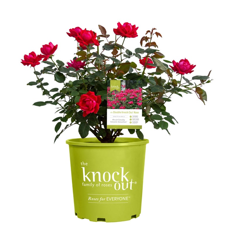 Knockout Double Rose, 2 Gal, Red Blooms - Image 1